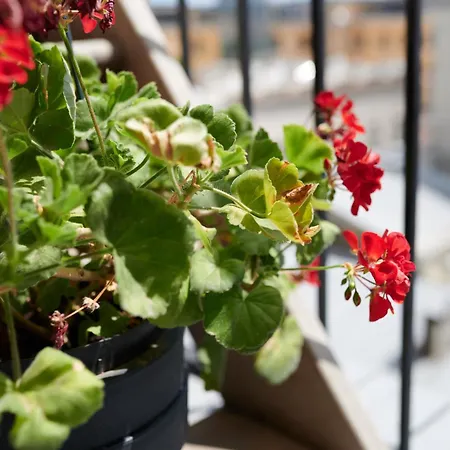 White Door Heart Of 4 *